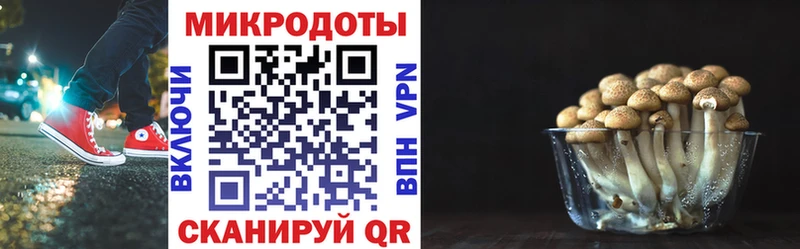 Псилоцибиновые грибы Psilocybe  Задонск 
